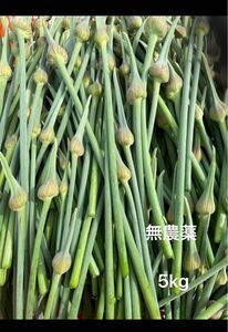 信州産　にんにくの芽　5kg 無農薬　有機栽培