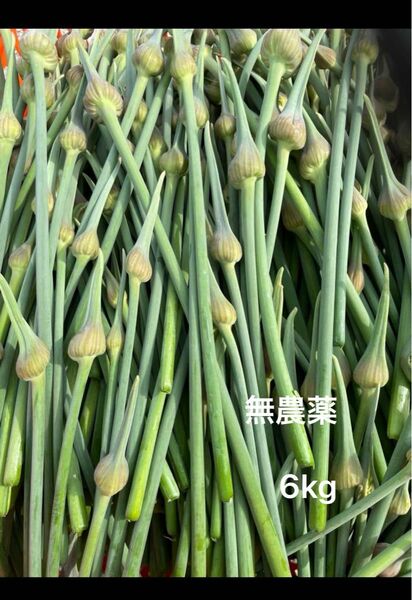 信州産　にんにくの芽　6kg