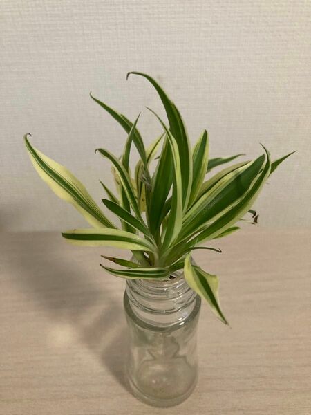 観葉植物 オリズルラン 子株 1個