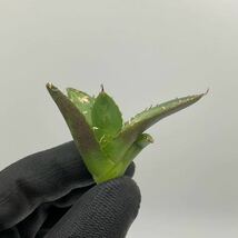 Lize 血統　魚刺　アガベ　チタノタ 子株　台湾産　agave titanota カキコ　_画像5