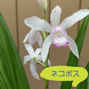 山野草 紫瀾【口紅シラン】