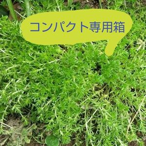 セダム 森村万年草