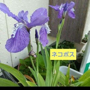 アイリス 球根 種芋