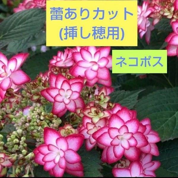 紫陽花 挿し穂用 紫陽花