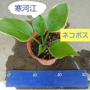 ホスタギボウシ【寒河江】