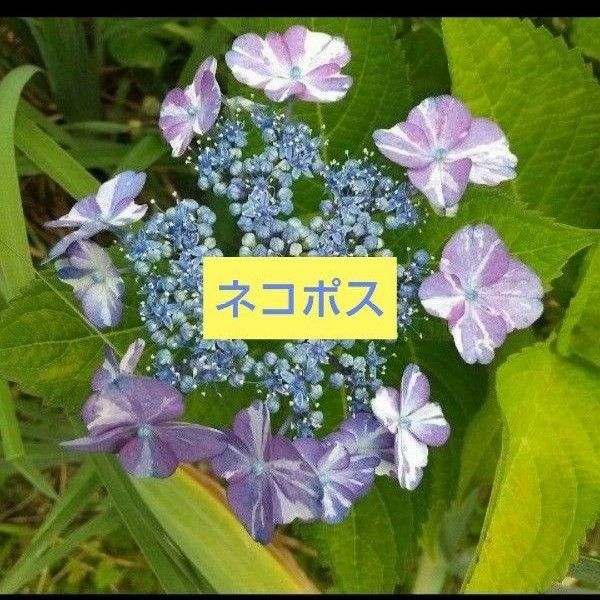 紫陽花 カット枝