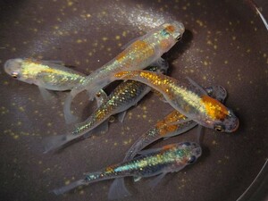 【畑めだか】若魚 煌体外光 メダカ 25匹＋α