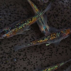 【畑めだか】若魚 ユリシス メダカ 15匹＋αの画像5
