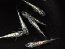 【畑めだか】成魚 狼牙 メダカ 20匹＋α_画像2