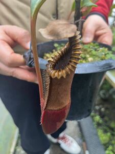 （食虫植物）Nepenthes edwardsiana Tambuyukon NN ネペンテス　エドワードシアナ　タンブユコン