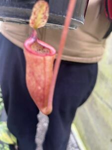 （食虫植物）Nepenthes attenboroughii VL ネペンテス　アッテンボロギ