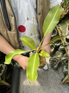 （食虫植物）Nepenthes lowii Trusmadi WN ネペンテス　ローウィー