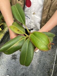 （食虫植物）Nepenthes erucoides (Mt.Redondo Dinagat) OF ネペンテス　エルコイデス