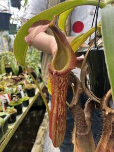 （食虫植物）Nepenthes edwardsiana x maxima Sulavesi SP ネペンテス　エドワードシアナ x マキシマ