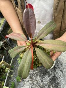 （食虫植物）Nepenthes peltata No9 ネペンテス　ペルタータ