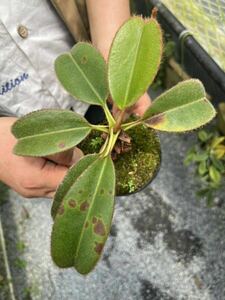 （食虫植物）Nepenthes erucoides(Mt.Redondo Dinagat) OF ネペンテス　エルコイデス