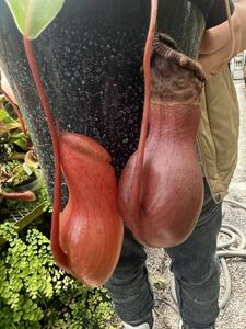 （食虫植物）Nepenthes ventricosa Mt.Mayon konan ネペンテス　ベントリコーサ