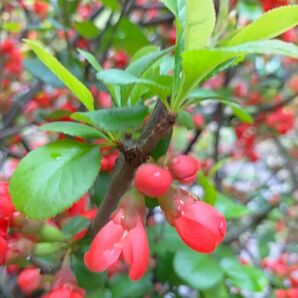 濃ゆピンク木瓜苗木　挿し穂枝　繁殖用枝