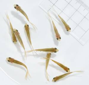 【宮城魚取沼(ゆとりぬま)系統】 鉄魚 当歳魚 ◆3ｃｍ～3.3ｃｍくらい◆　×15匹 