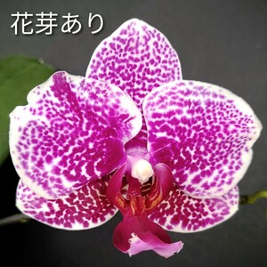 Phal. I-Hsin Sun Beauty '186' 花芽あり ファレノプシス イシン サンビューティー '186' 胡蝶蘭 洋蘭 2.5inch