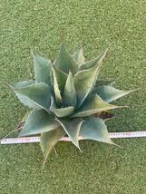 アガベ　オバティフォリア　ジャイアント　Agave ovatifolia giant _画像4