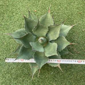 Agave ovatifolia giant アガベ オバティフォリア ジャイアントの画像3