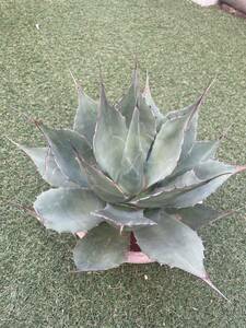 Agave ovatifolia giant アガベ　オバティフォリア　ジャイアント