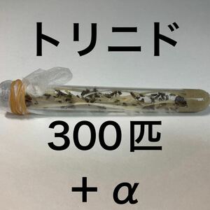 トリニドショウジョウバエ　300匹+α 翌日出荷　