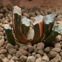 W662ハオルチア ハオルシア 玉扇錦 赤斑 多肉植物_画像3