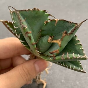 W519アガベ チタノタ 蟹 カニ Agave