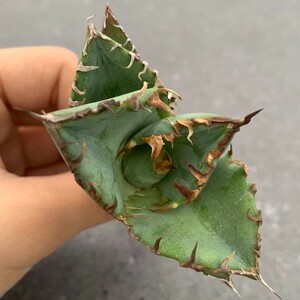 W531アガベ チタノタ 蟹 カニ Agave