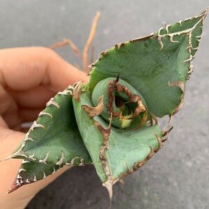 W677アガベ チタノタ 蟹 カニ Agave