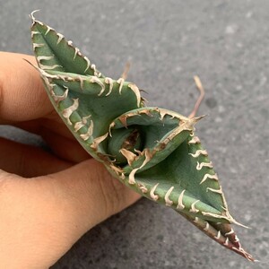 W868アガベ チタノタ 蟹 カニ Agave