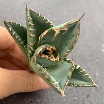 W874アガベ チタノタ 蟹 カニ Agave_画像4