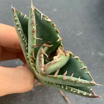W891アガベ チタノタ 蟹 カニ Agave_画像1