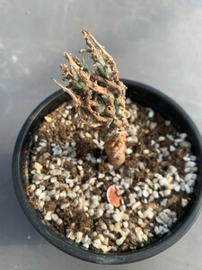 多肉植物 Euphorbia Multiramosaユ一フオルビア ムルチラモサ -轉輪王 塊根植物