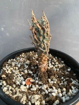 多肉植物 Euphorbia Multiramosaユ一フオルビア ムルチラモサ -轉輪王 塊根植物_画像3