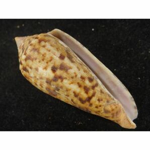 貝　標本　シャムイモ [ss-1793]