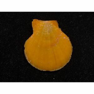 貝　標本　リュウキュウナデシコ　オレンジ [ss-459]