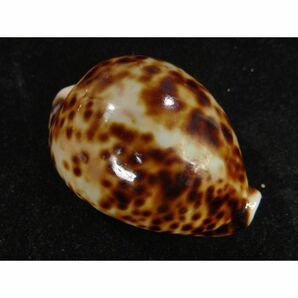 貝　標本　ホシダカラ ゾエラ似の個体 [ss-1395]