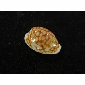 貝　標本　トゥリアラカノコダカラ　大 [ss-1550]