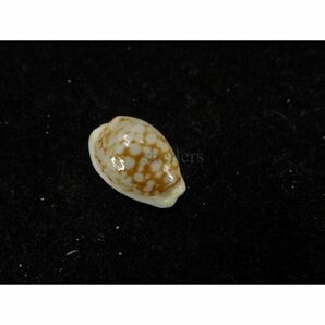 貝　標本　アフリカカノコダカラ [ss-2224]