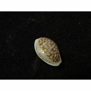 貝　標本　フランチェスコカノコ [ss-1594]