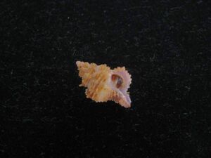 貝　標本　ナガホリカセン　濃色 [S862]