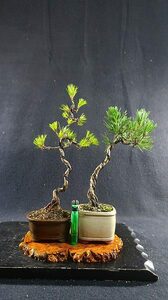  bonsai <. manner bonsai, red pine, Japanese black pin, pattern tree, height of tree 25cm& height of tree 21,5cm,2 point > shelves ..