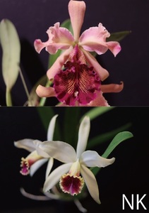 【NK】RHSオリジナル登録品種 Cattleya.NK Luna de Cristal (dowiana rosita × blossfeldiana(rex×luteola))【洋蘭 カトレア】