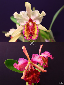 【NK】RHSオリジナル登録品種 Cattleya.NK Fantasia de Tokio(aurea × dowiana rosita)【洋蘭 カトレア ドーウィアナ アウレア】