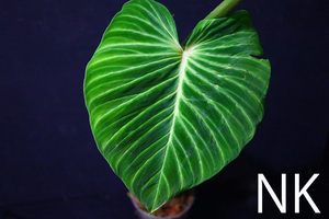 【NK】野生由来株 Philodendron verrucosuｍ 細かい葉脈が密に入るタイプ【フィロデンドロン アンスリウム】