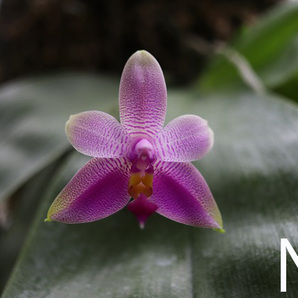 【NK】Phal violacea f.punctatissima Sumatra産 self【洋蘭 原種 ファレノプシス ビオラセア 胡蝶蘭】の画像1