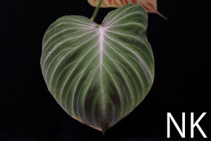 【NK】Philodendron verrucosuｍ glow【フィロデンドロン アンスリウム】